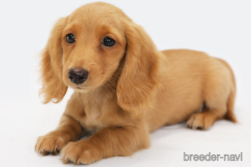 成約済の神奈川県のミニチュアダックスフンド(ロングヘアード)-332244の2枚目